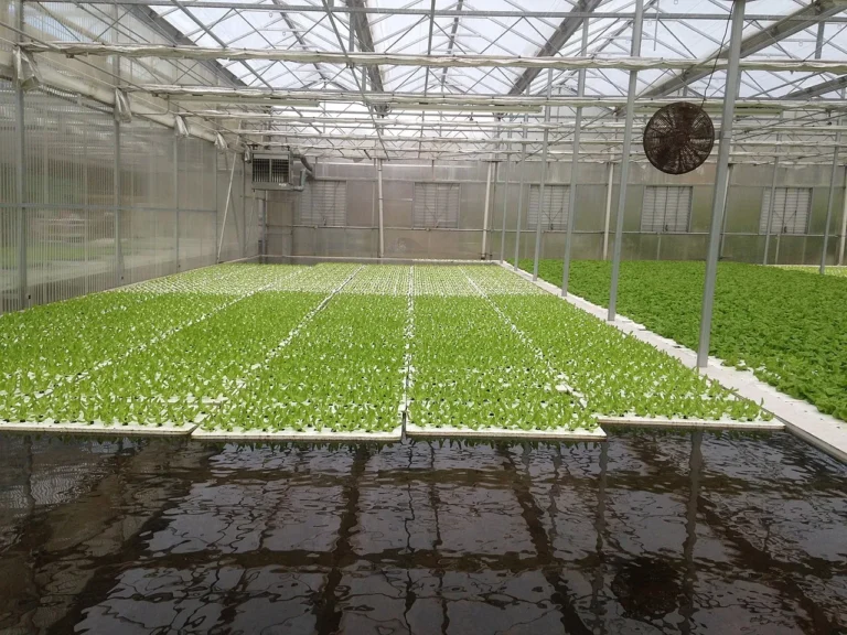 Plunging into Deep Water Culture: The Comprehensive Guide to Hydroponic Gardening Success