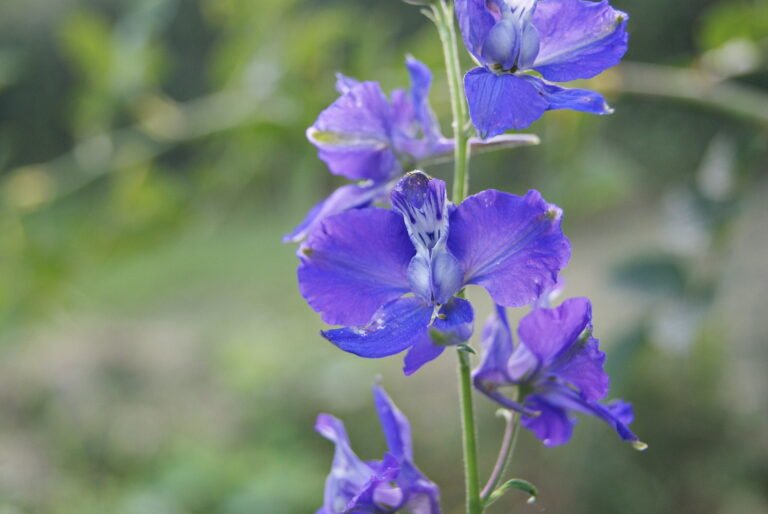 Dazzling Delphiniums: Your Guide to Growing these Sky-Blue Beauties