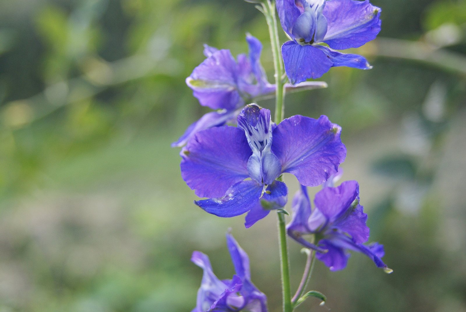 delphiniums