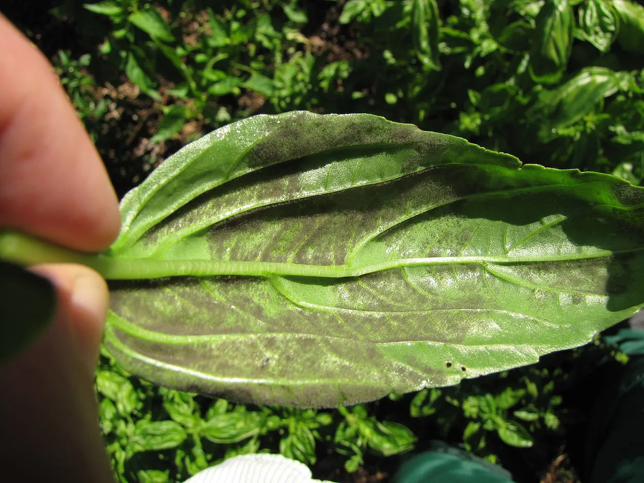 downy mildew on basil leaf