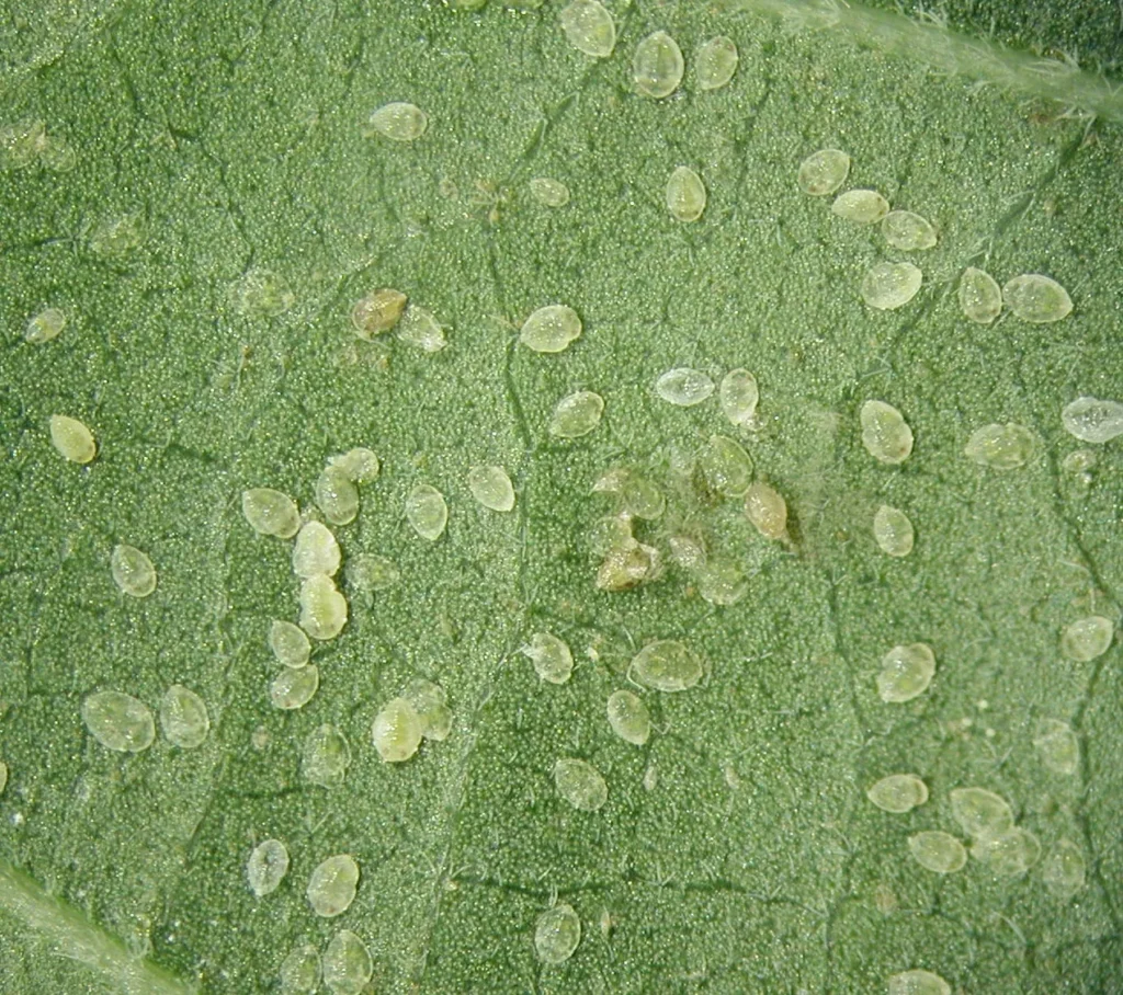 eggs from whiteflies