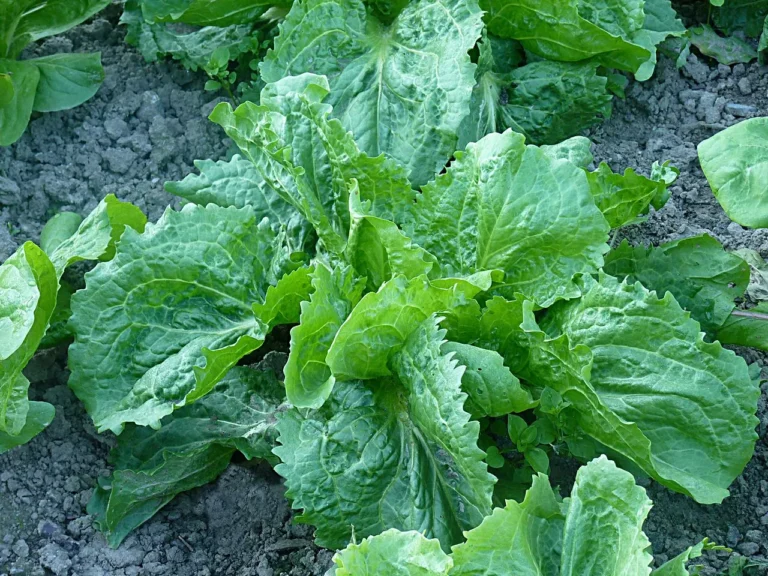 Growing Endive: A Gardener’s Guide to Cultivating Bitter Greens