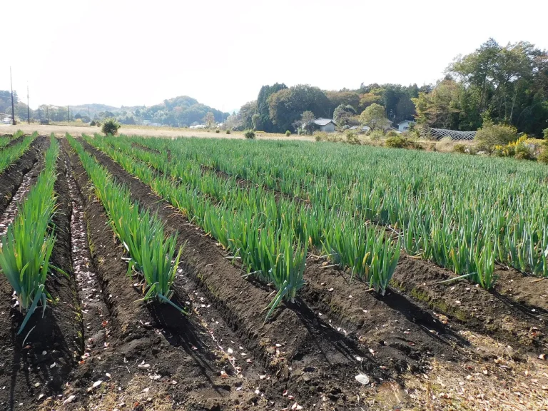 Green Onions: Flavourful Harvests from Your Garden