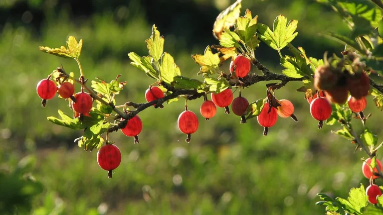 The Gooseberry: Unveiling the Garden’s Hidden Gem