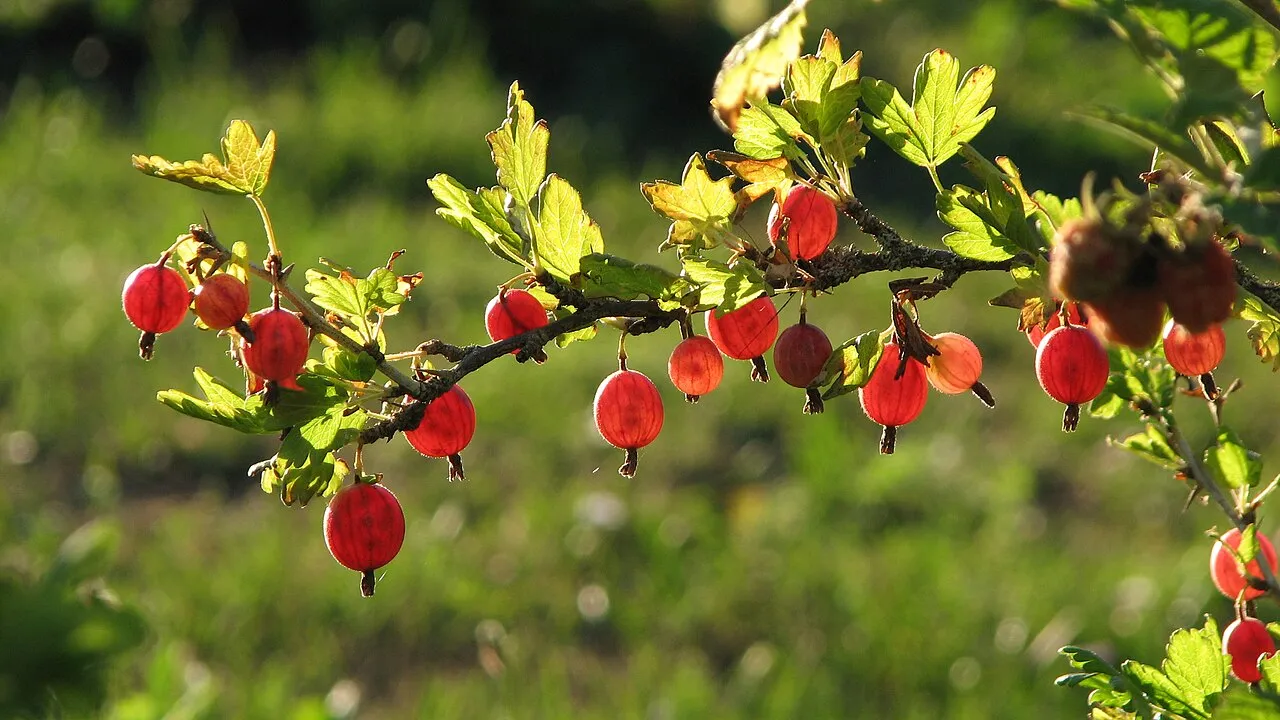 gooseberry branch with gooseberries