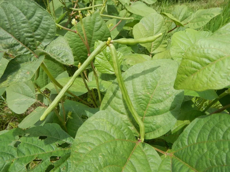 Green Beans: Ultimate Guide to Growing Green Beans in Your Garden