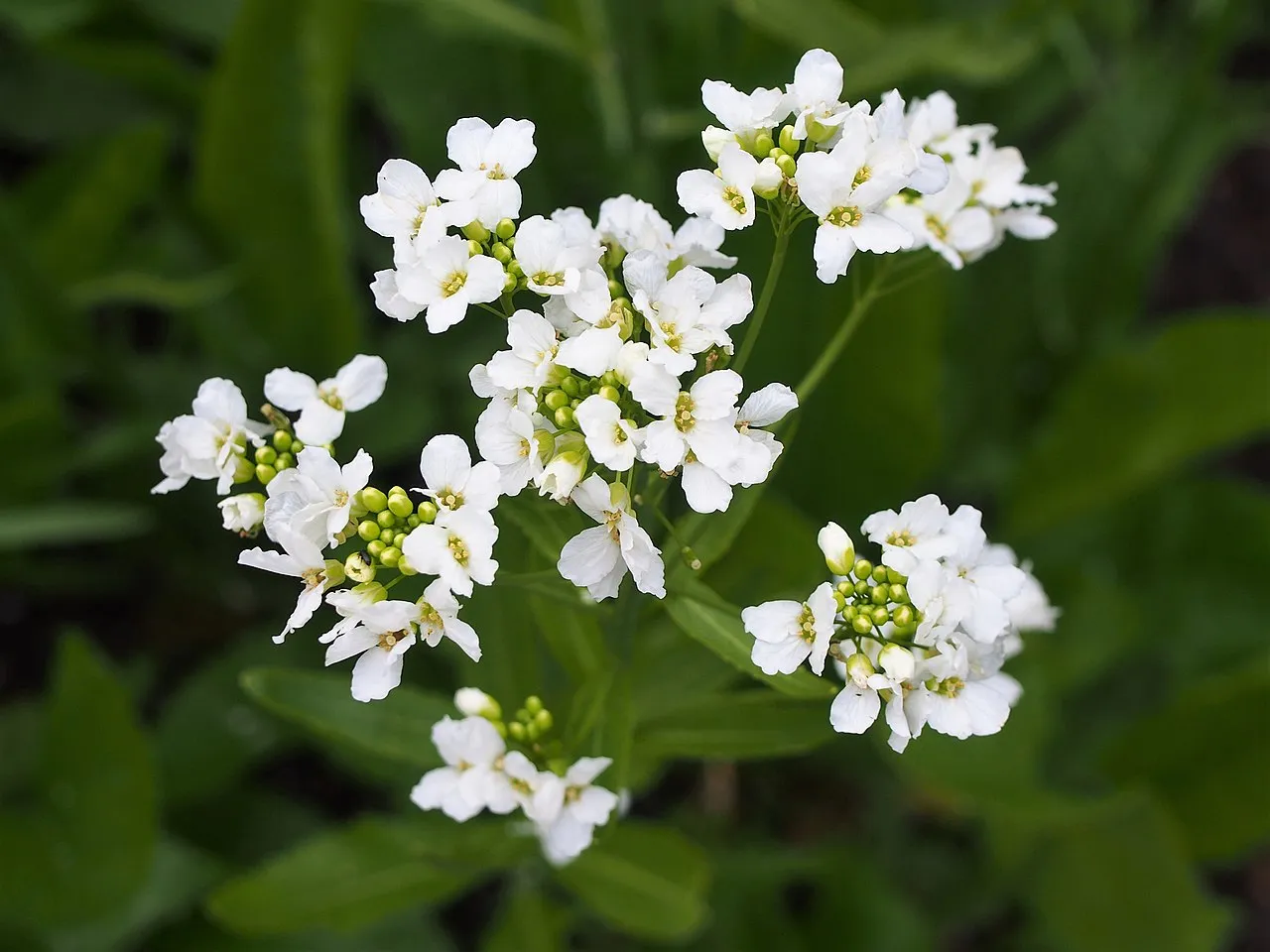 horseradish flowers