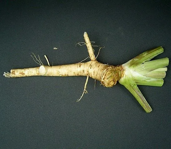 horseradish root