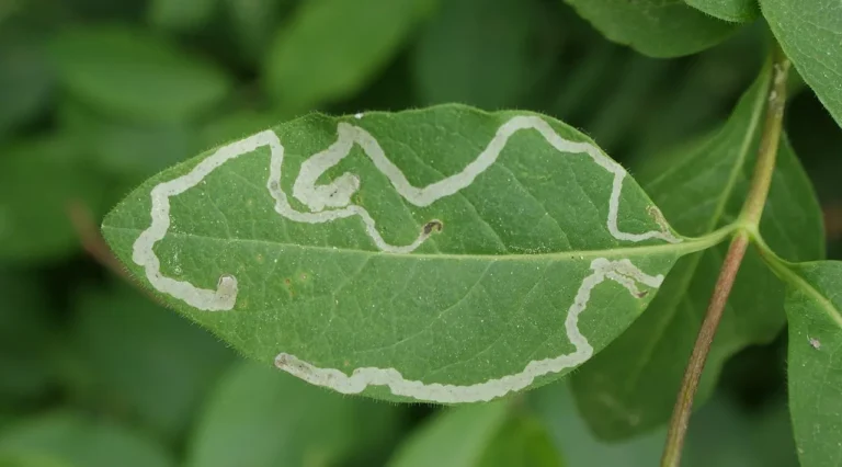 Battling Leaf Miners: Strategies for Protecting Your Plants