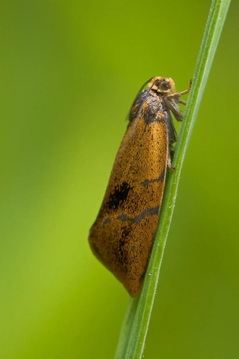 The Gardener’s Guide to Battling Leaf Rollers: Identification, Prevention, and Control