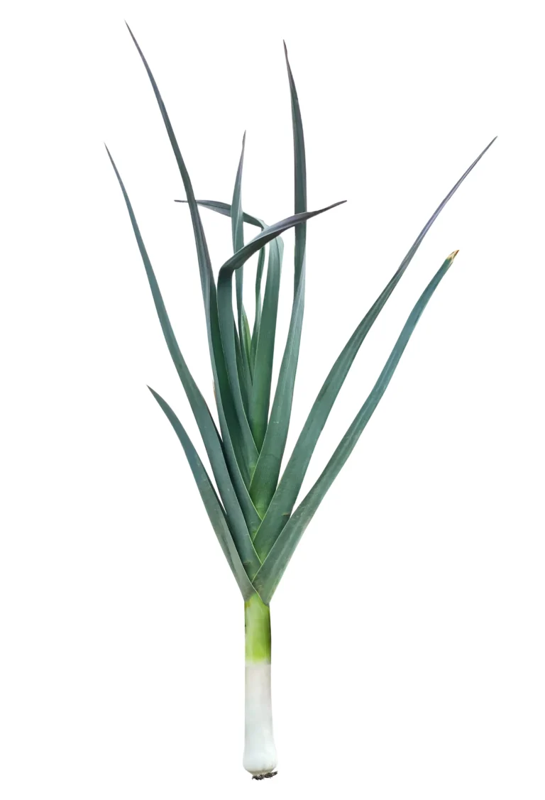 Leeks: Mastering the Art of Growing Leeks