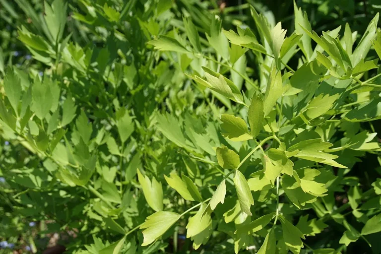 Cultivating Lovage: An Essential Guide for the Herb Garden