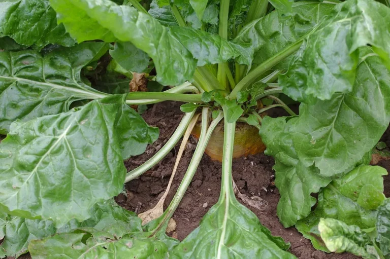 Growing Mangel Wurzel: Cultivating the Giant of the Beet Family