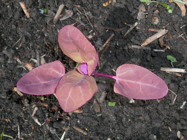 Growing Orach: A Guide to Cultivating Mountain Spinach