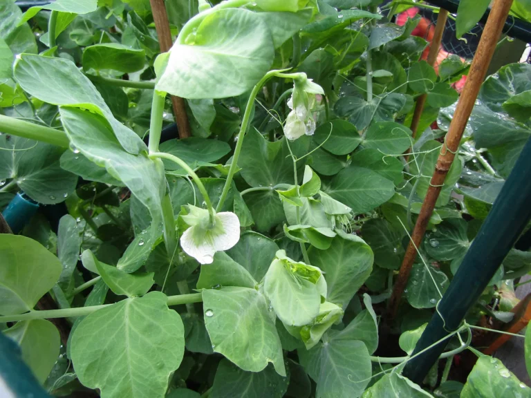 How to Grow Peas