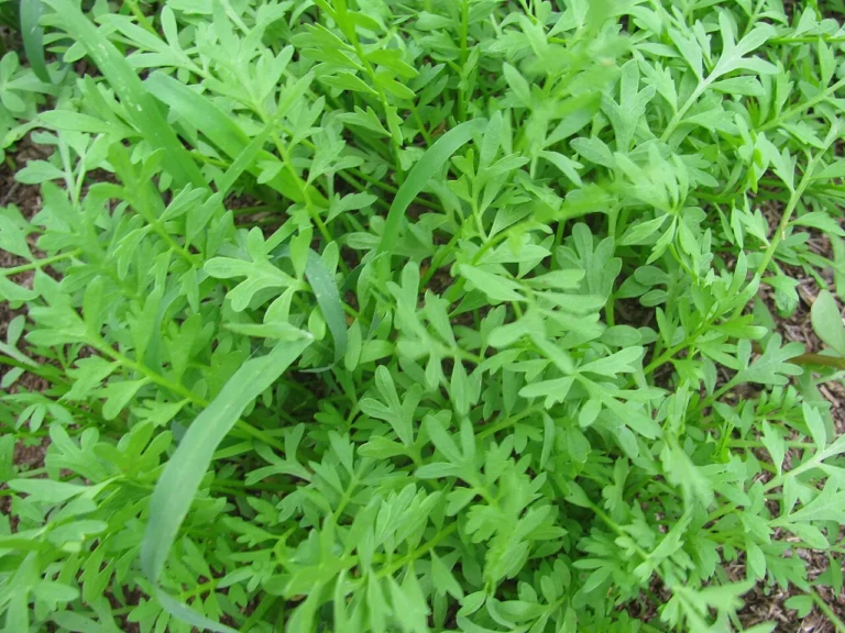 Growing Pepper Grass: A Quick Guide to Spicy Salad Greens