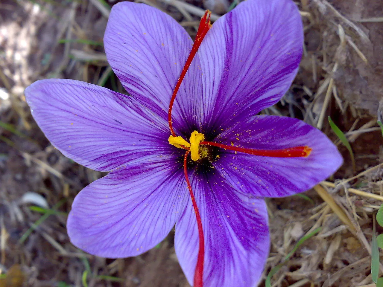 saffron flower