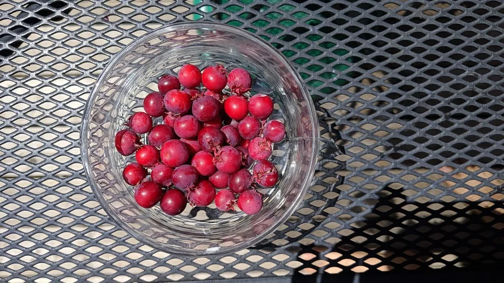 saskatoon berries