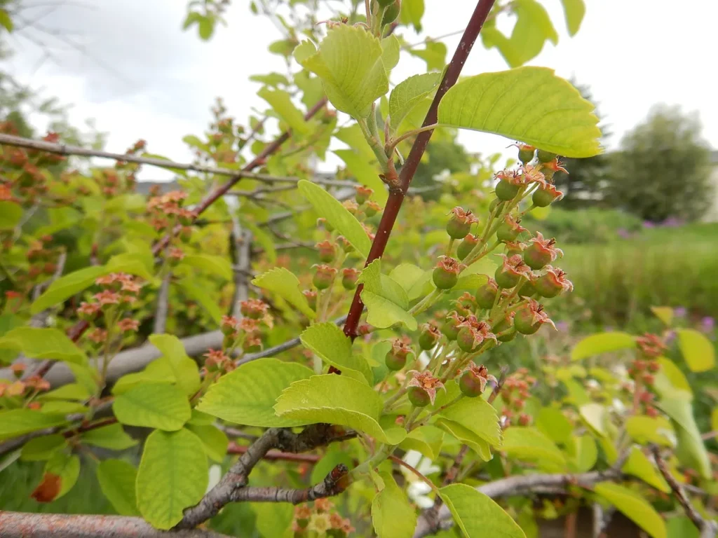 saskatoon berries 2