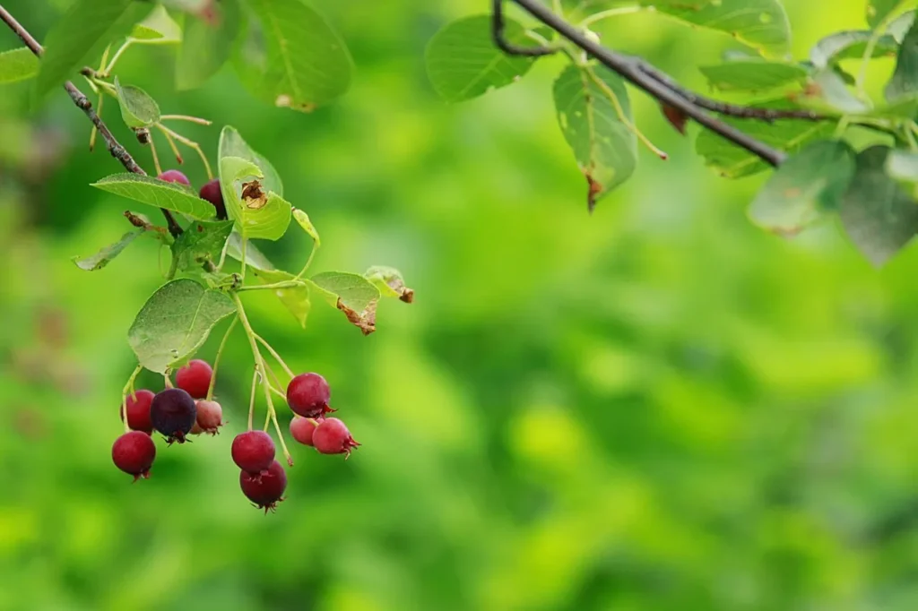 saskatoon berries on branch