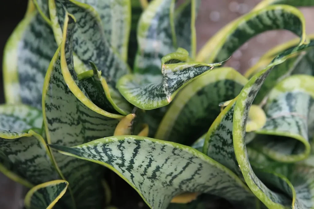 snake plant close up