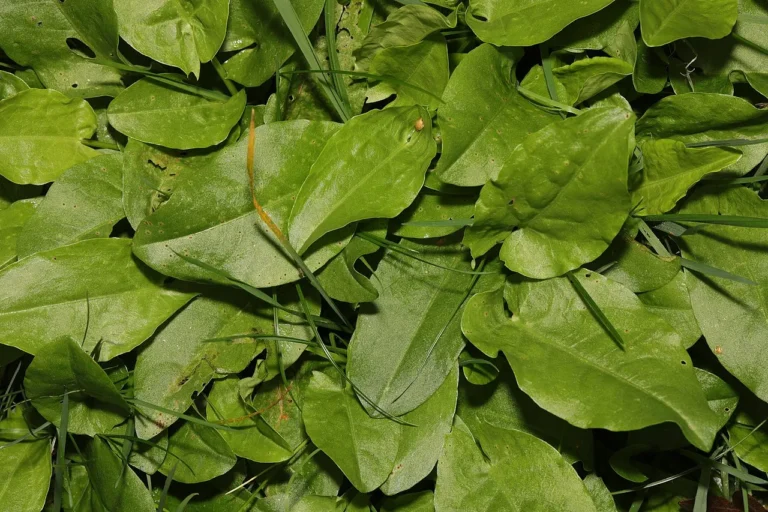 Sorrel: A Gardener’s Guide to This Tangy Green