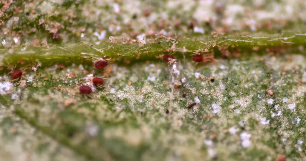 spider mites on leaf