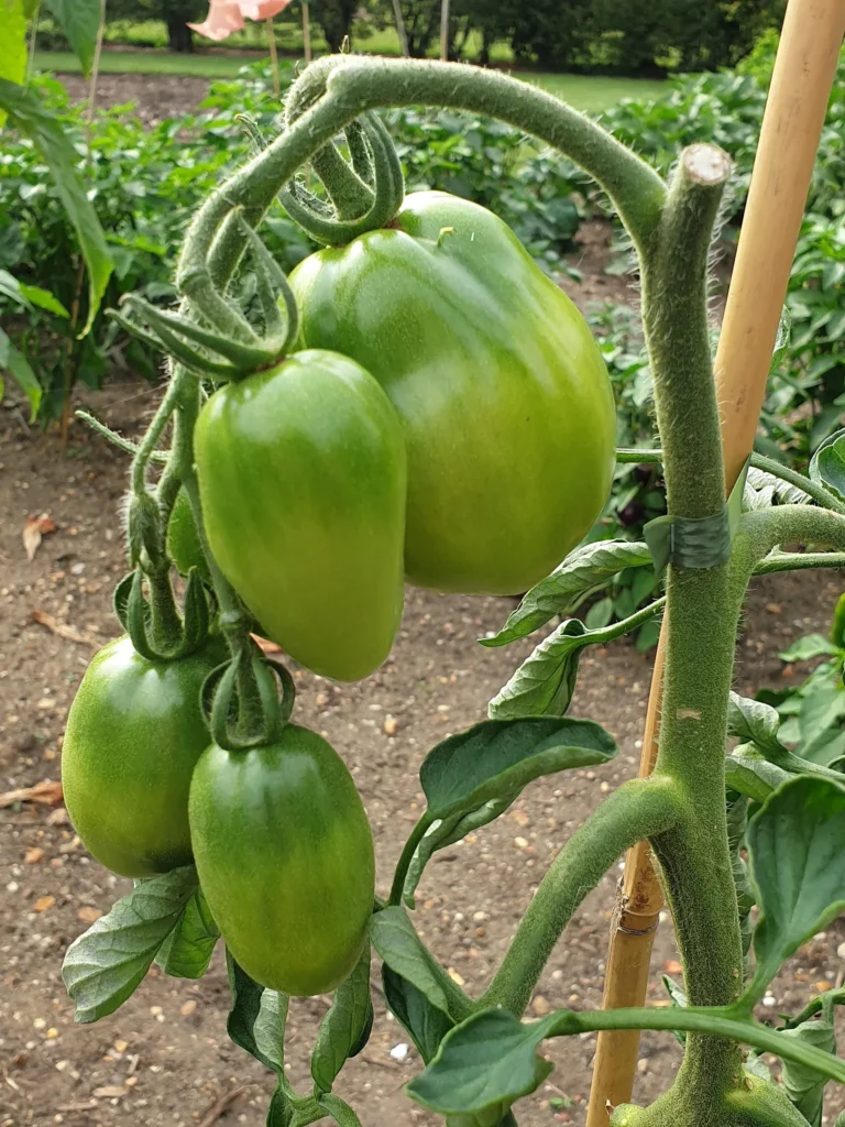 Ultimate Guide on Tomatoes: From Seed to Harvest 5 tomato support