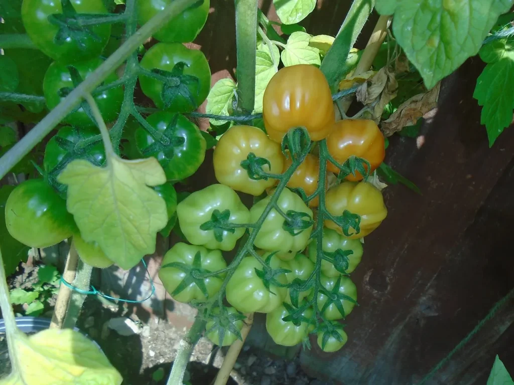 tomatoes 2