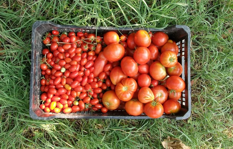 Ultimate Guide on Tomatoes: From Seed to Harvest