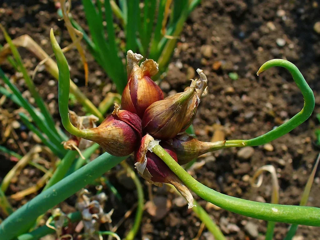 walking egyptian onions 2