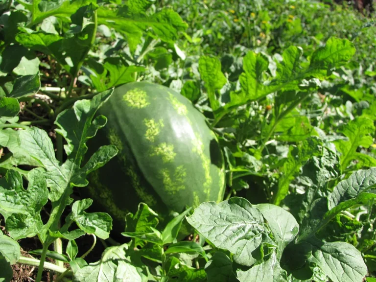 Watermelons: Sweet Success in Your Backyard