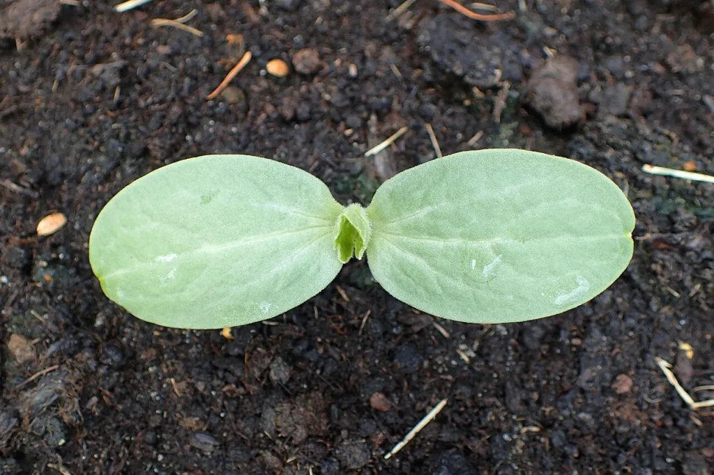 Watermelons: Sweet Success in Your Backyard 3 watermelon seedling
