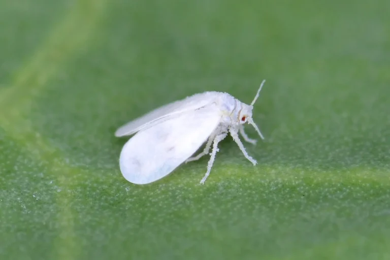 Whiteflies: The Ultimate Guide to Managing Whiteflies in Your Garden