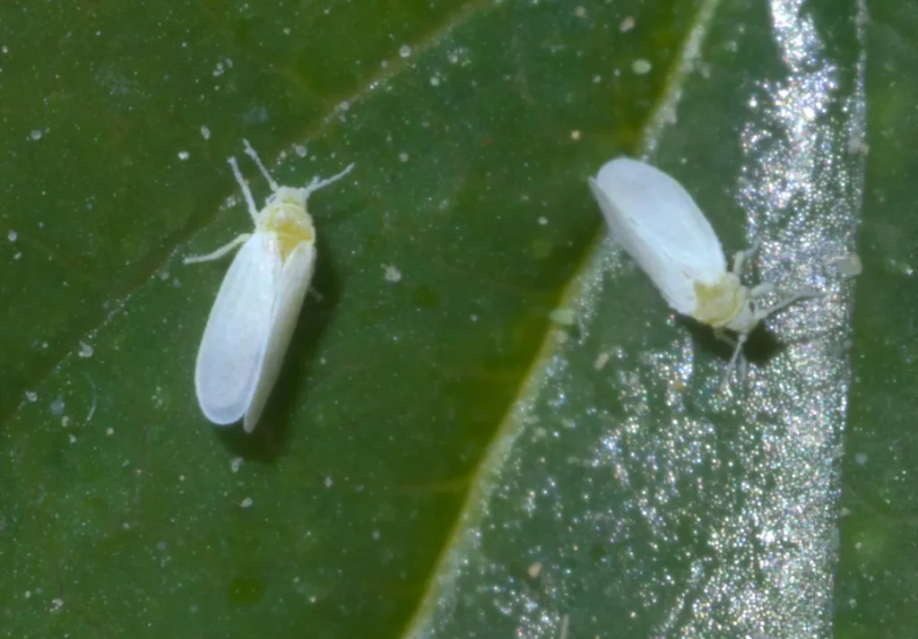 whiteflies on leaf