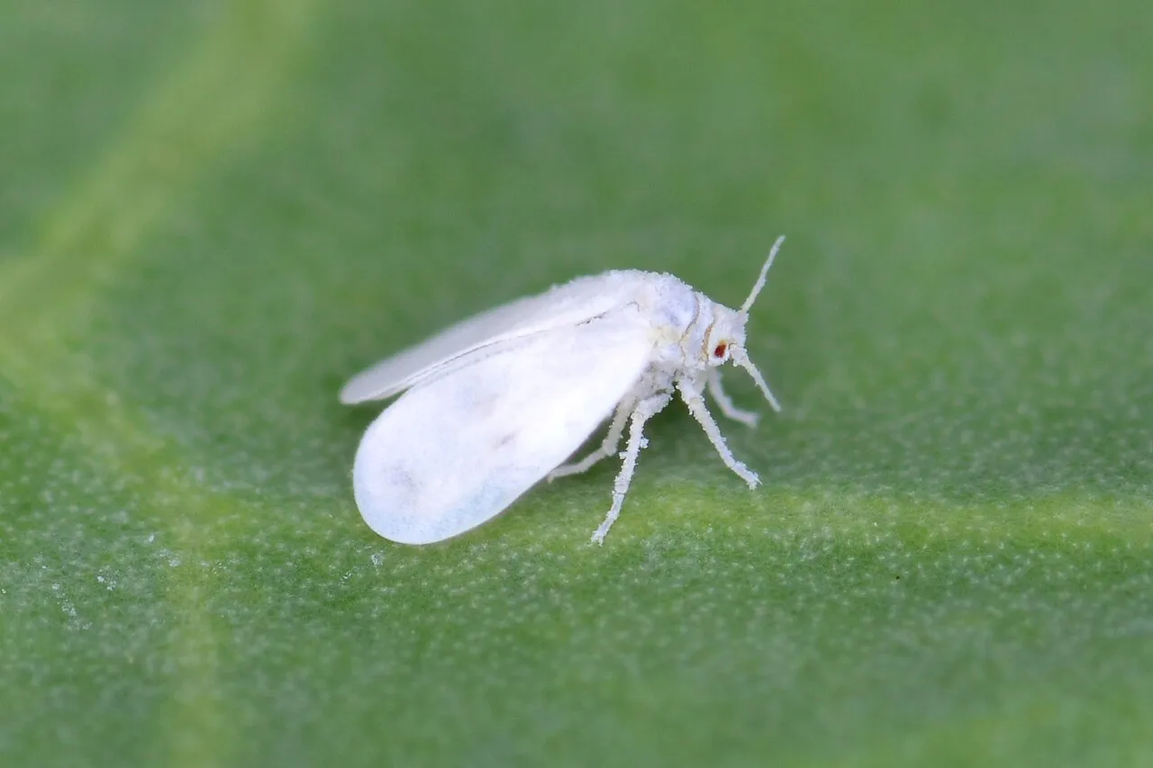 whiteflies