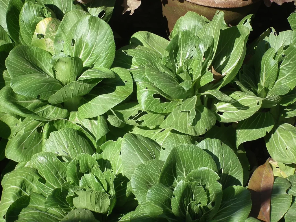 bok choy growing