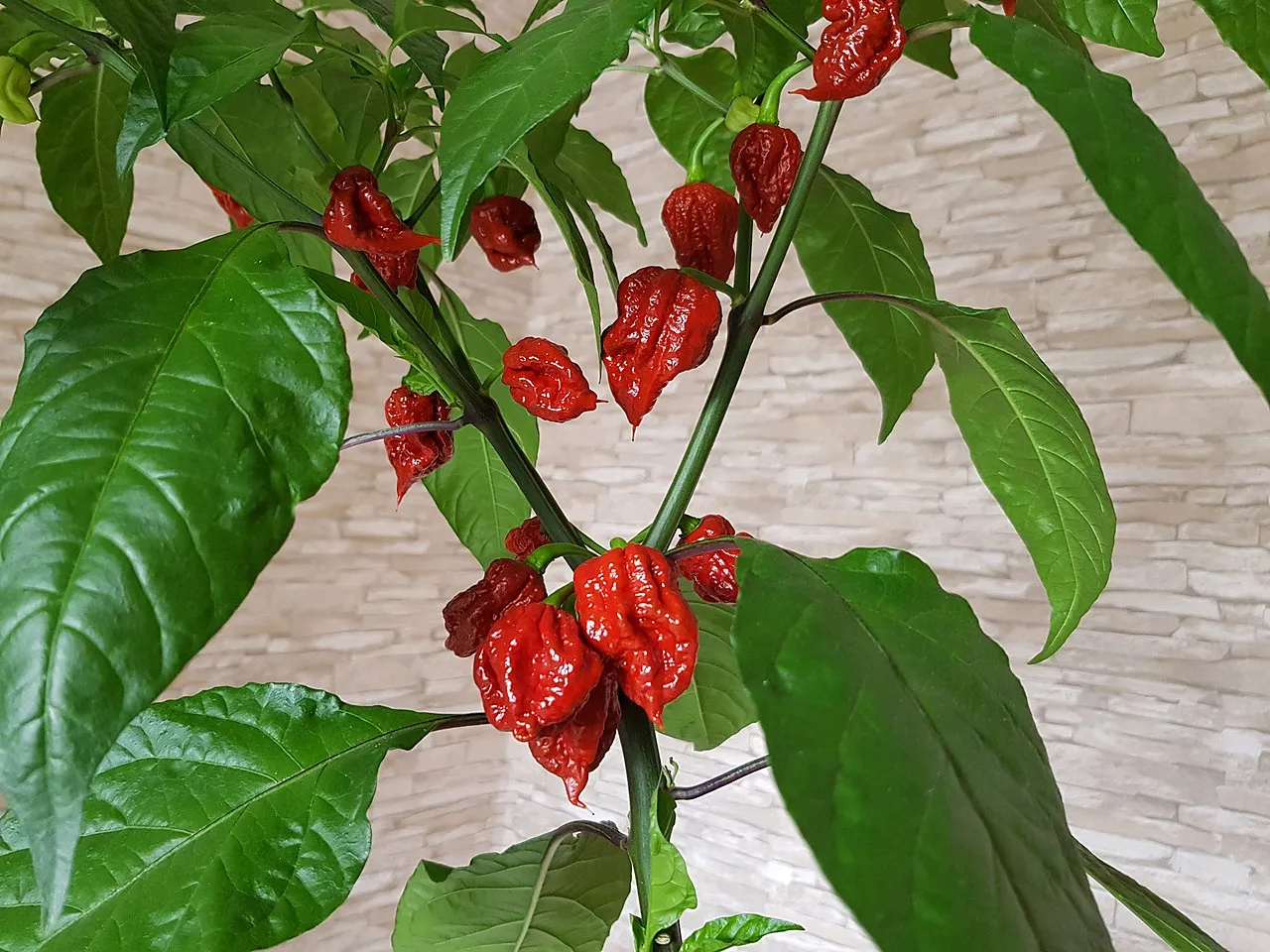 carolina reaper pepper plant with peppers hanging off