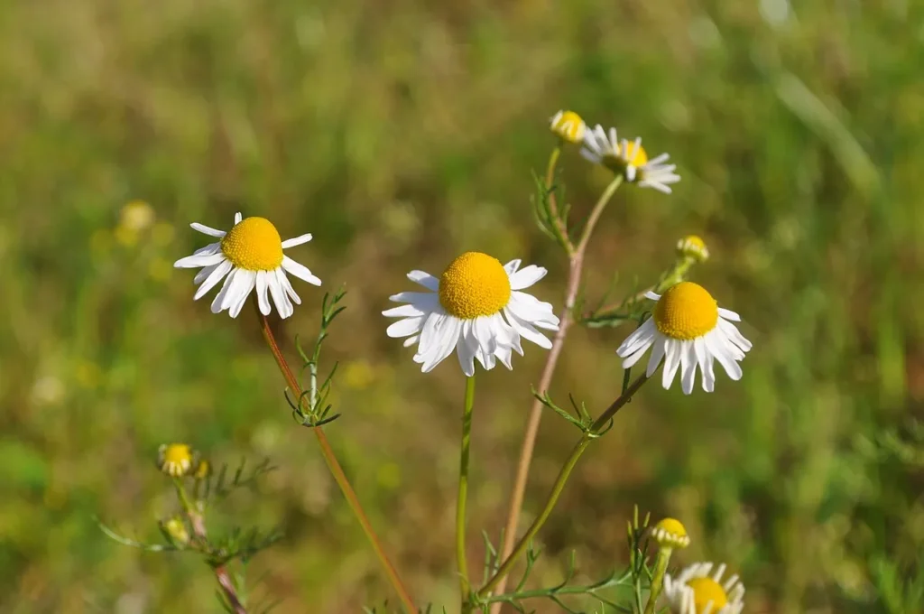 chamomile-flowers chamomile flowers