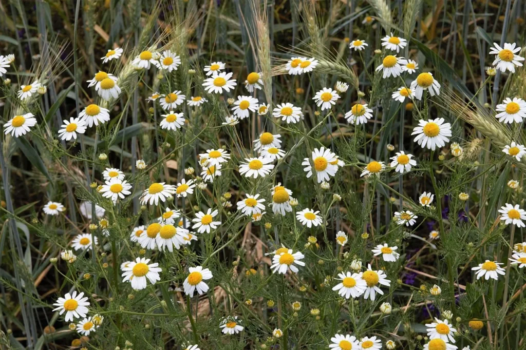 chamomile-flowers-2 chamomile flowers 2