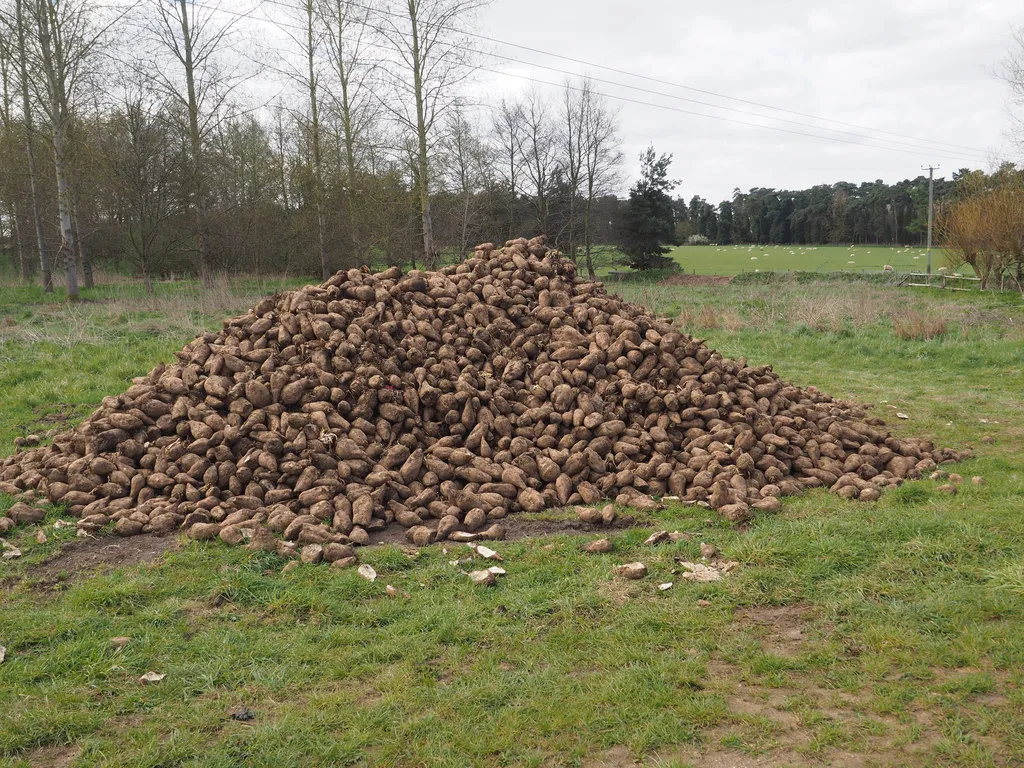 pile of mangel wurzel