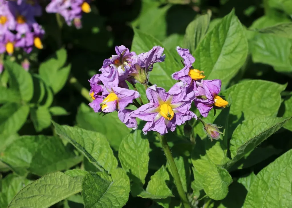 potato flowers