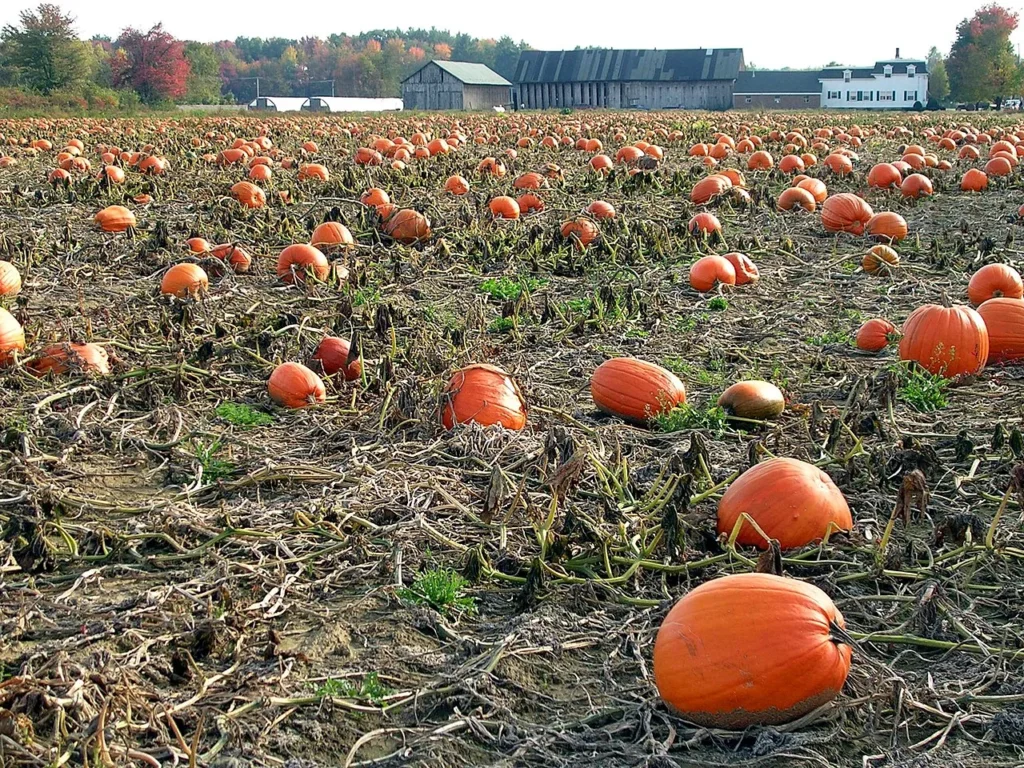 pumpkins in a field