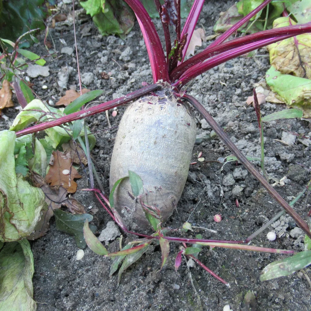 red beet