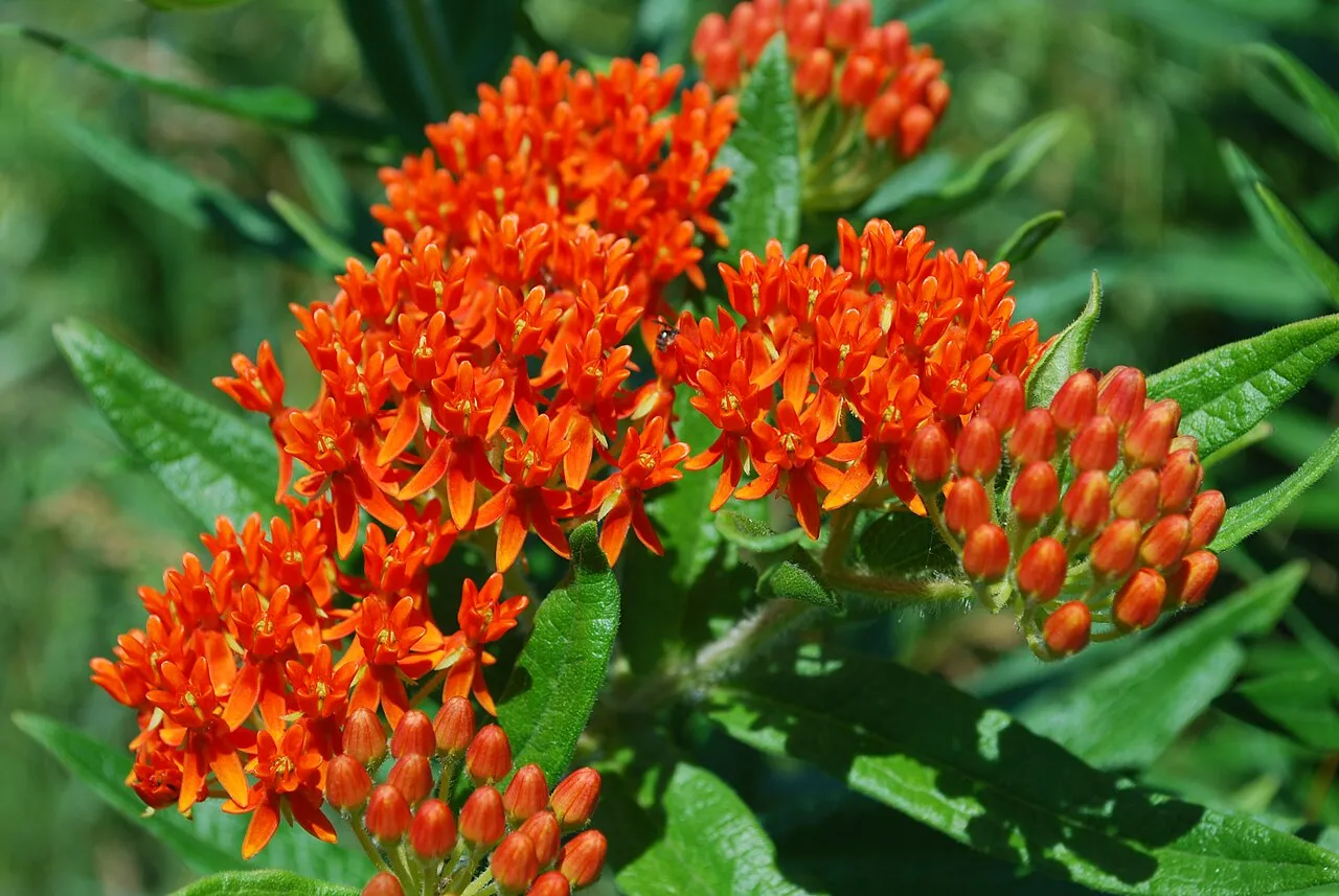 red butterfly weed