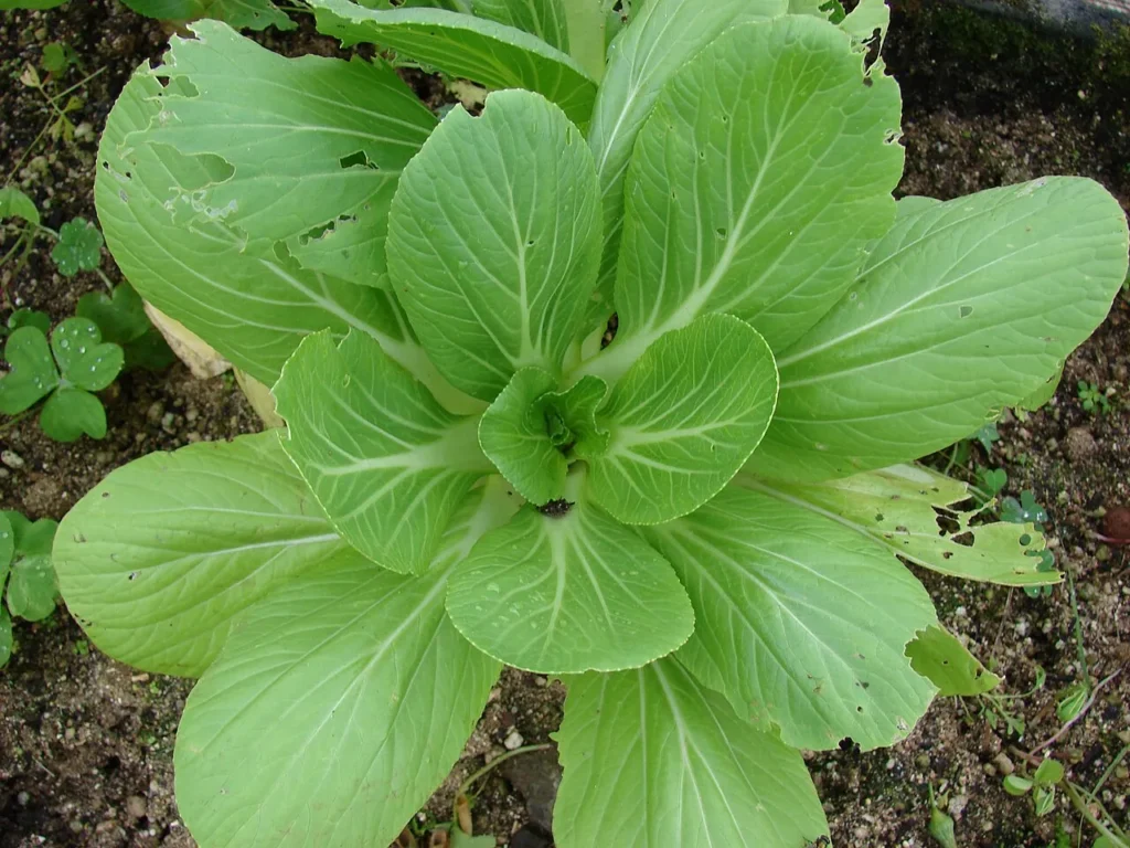 single bok choy