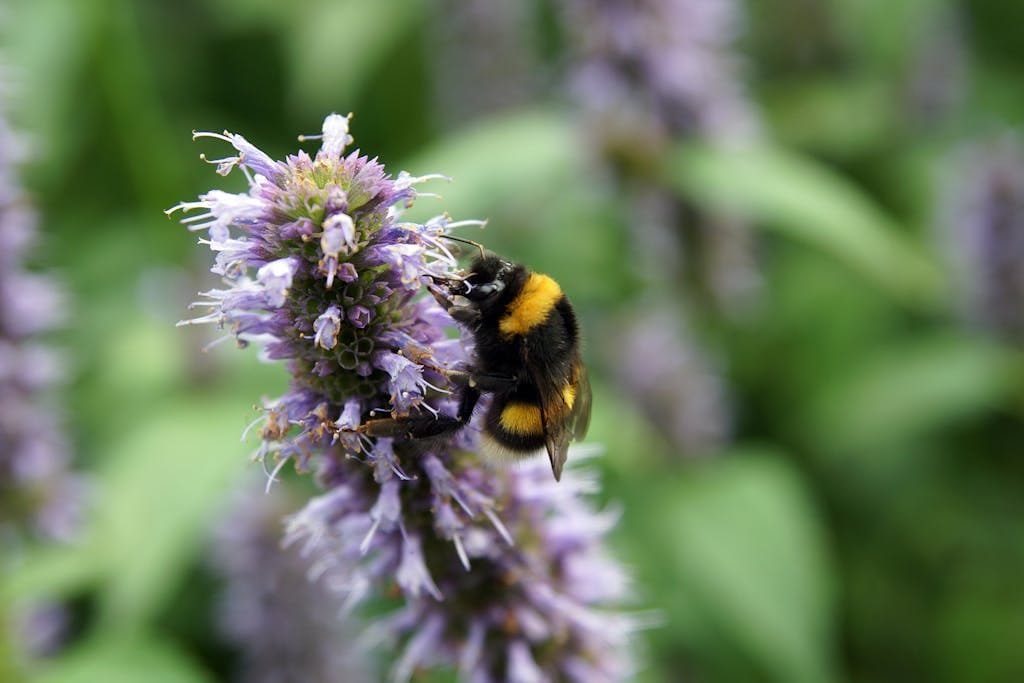 How to Grow Agastache: A Comprehensive Guide to Anise Hyssop Gardening 3 A vibrant bumblebee perched on a purple flower in a lush green garden, captured with selective focus.