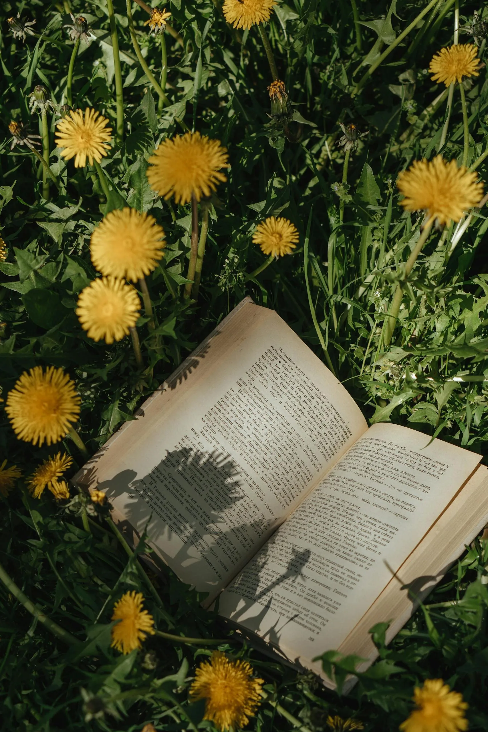 An open book surrounded by vibrant yellow dandelions in a sunny meadow.