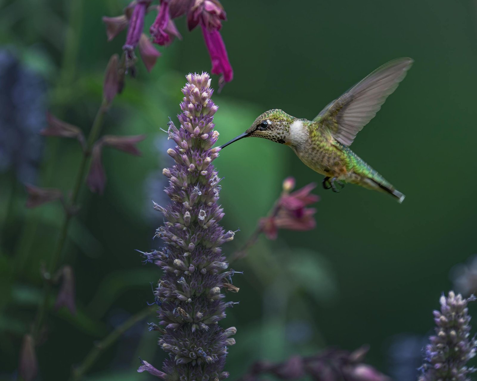 How to Grow Agastache: A Comprehensive Guide to Anise Hyssop Gardening 2 Close-up of a hummingbird feeding from a vibrant flower. Captured in vivid detail, this image showcases nature's beauty.