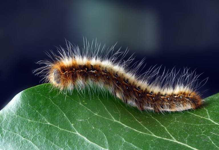 Battling Leaf Rollers: Identification, Prevention, and Control 10 Detailed macro shot of a hairy caterpillar on a vibrant green leaf. a variety of leaf roller caterpillar.